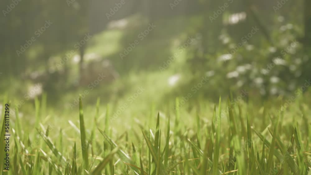 Lanscape of bamboo tree in tropical rainforest Lanscape of bamboo tree in tropical rainforest