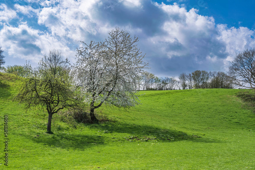 Blossoming cherry tree in a meadow near Wiesbaden/Germany in the Rheingau on a sunny spring day