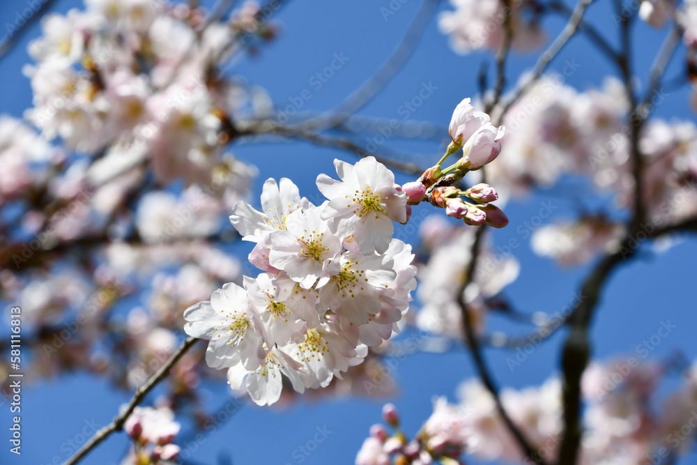 桜(ソメイヨシノとシナオウトウの交配種) 桜(ソメイヨシノとシナオウトウの交配種)