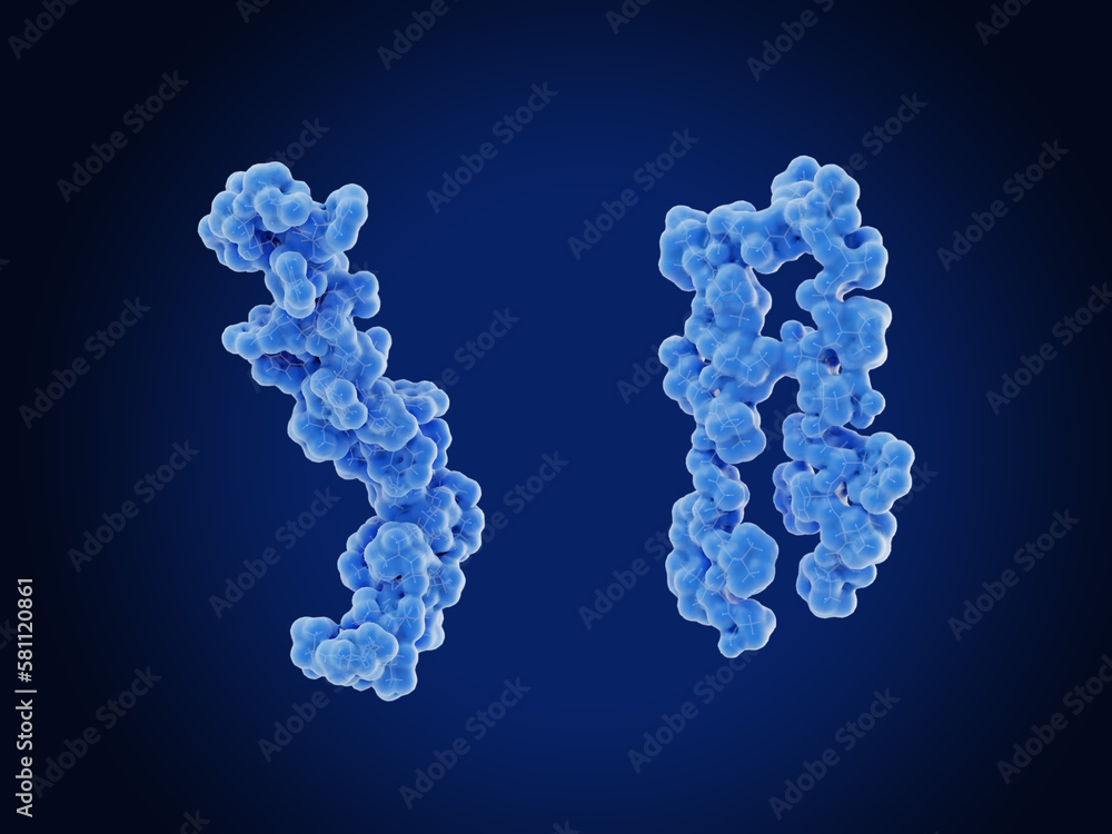 The amyloid beta protein (left) and it's misfolded form (right). Amyloid plaques, Alzheimer's