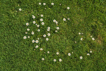 Acrylglasbilder Gras Margeriten im taufrischen Morgengarten  © Hanna Tor