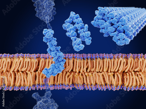 The  amyloid beta peptide bound to the cell membrane, the free form aggregates to amyloid plaques.