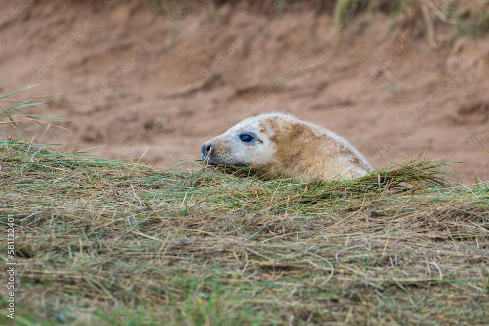 Fototapeta premium Young White Grey Seal Pup