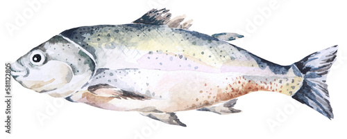 Fish salmon Watercolor.Food illustration for menu, restaurants.Fish fresh sea food.Sea creatures.Food ingredient.