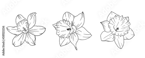 Set of Daffodil illustration, Isolated, hand drawn sketch of a daffodils, minimal botanical graphic sketch drawing, trendy tiny tattoo design, floral elements, vector