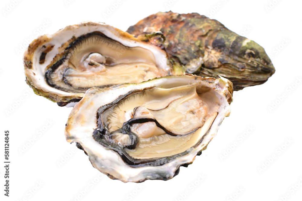 Fresh oysters isolated Fresh oysters isolated
