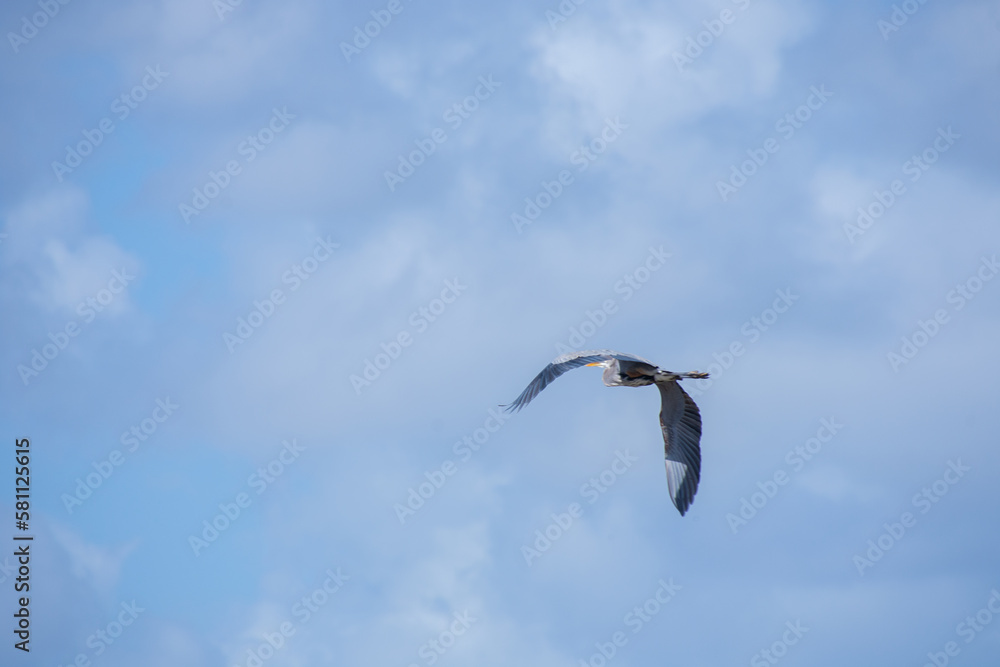 Big bird flying over the Florida Everglades in the United States Big bird flying over the Florida Everglades in the United States