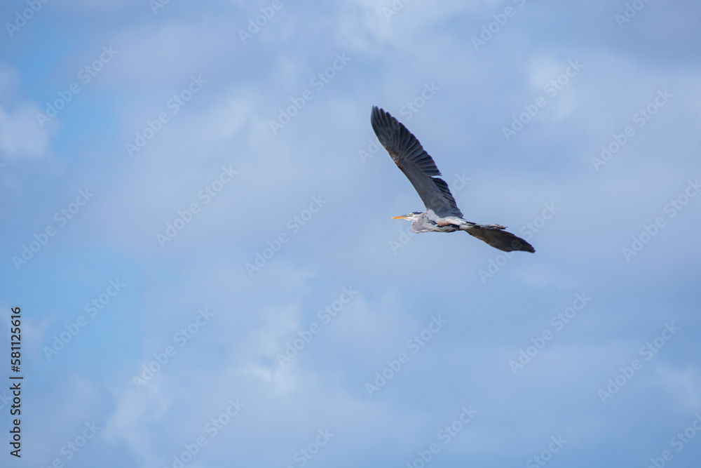 Big bird flying over the Florida Everglades in the United States Big bird flying over the Florida Everglades in the United States