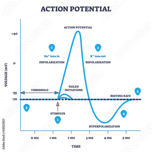 Action potential and neuron membrane spike after stimulus outline diagram. Labeled educational scheme with threshold, depolarization, hyperpolarization and repolarization on axis vector illustration.