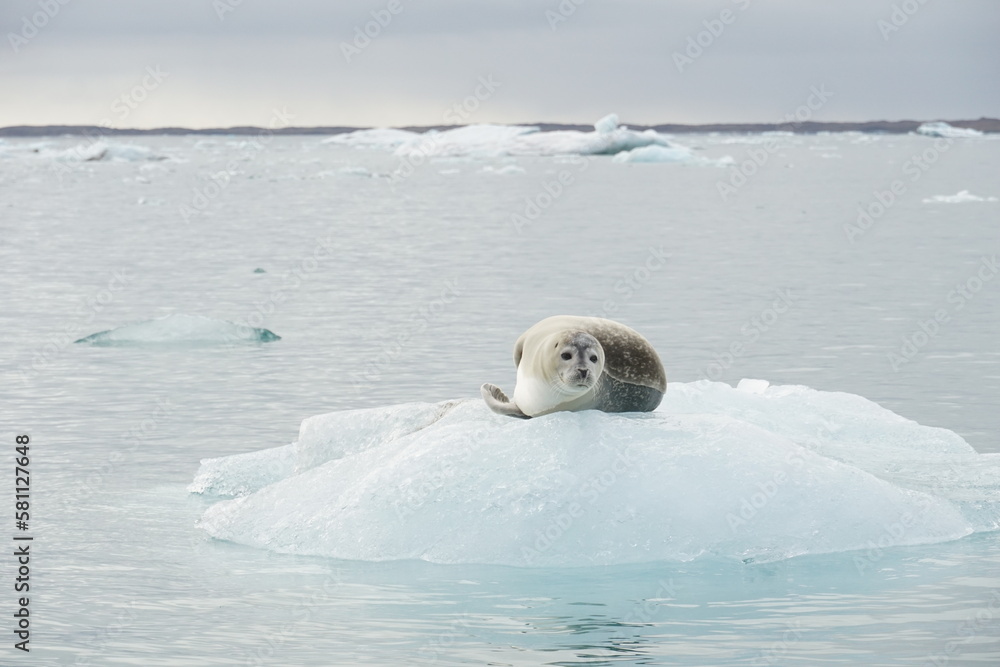 A seal on an iceberg in Iceland