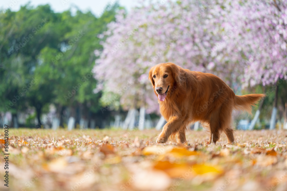 Golden Retriever in a park full of flowers Golden Retriever in a park full of flowers