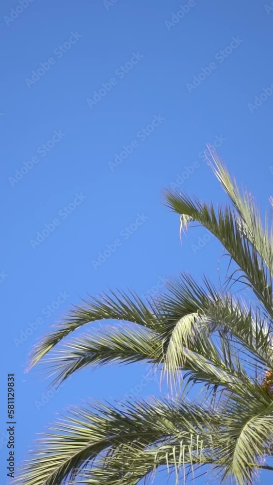 Vertical video of green palm tree leaves against a blue sky gently swaying on a sunny day Vertical video of green palm tree leaves against a blue sky gently swaying on a sunny day