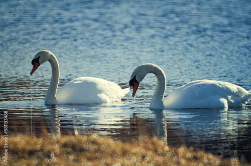 A pair of white swans illuminated by the spring sun on water on a blurred background in backlight