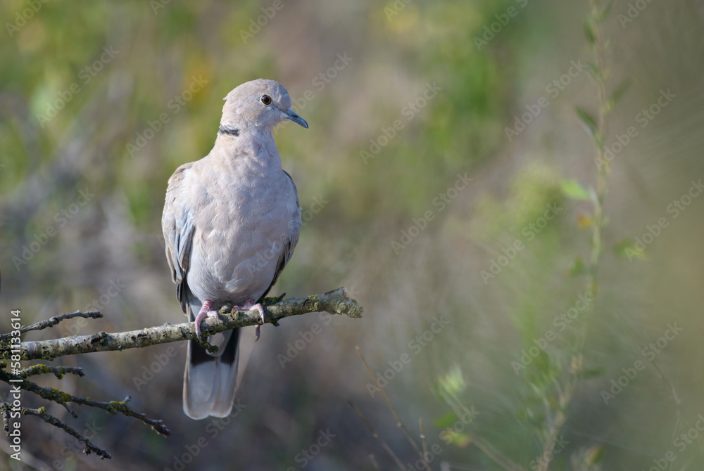 Eurasian collared dove (Streptopelia decaocto) perched side view Eurasian collared dove (Streptopelia decaocto) perched side view