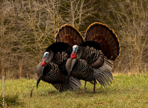 a pair of strutting male turkeys