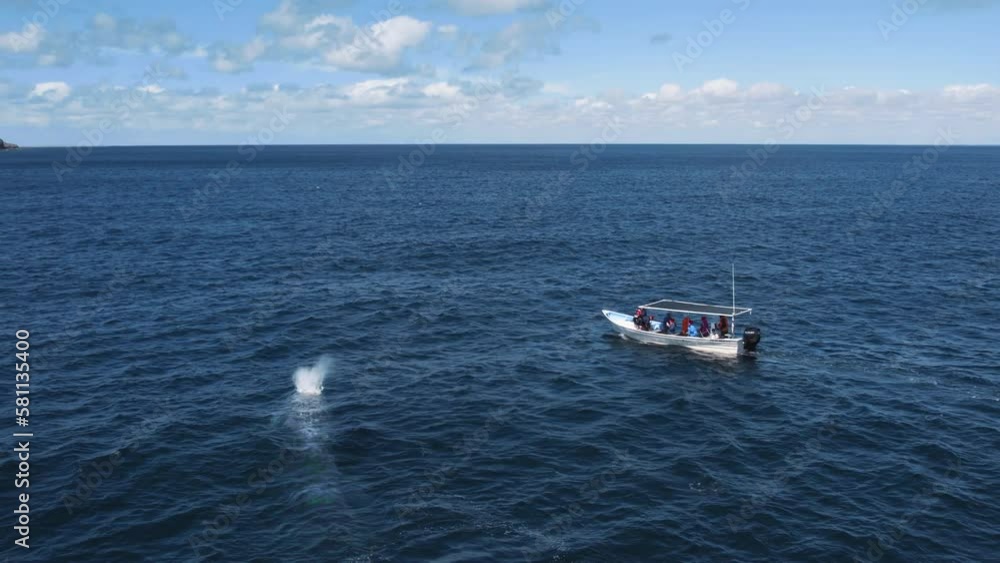 Two whales mating near boat in Guerrero negro bay. Whale watching tour in Baja California, Mexico. Bird eye view of whales in blue sea. Whale fountain. Gray Whale Family socialize, sex and rub against Two whales mating near boat in Guerrero negro bay. Whale watching tour in Baja California, Mexico. Bird eye view of whales in blue sea. Whale fountain. Gray Whale Family socialize, sex and rub against