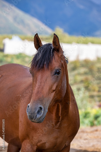 portrait of a horse