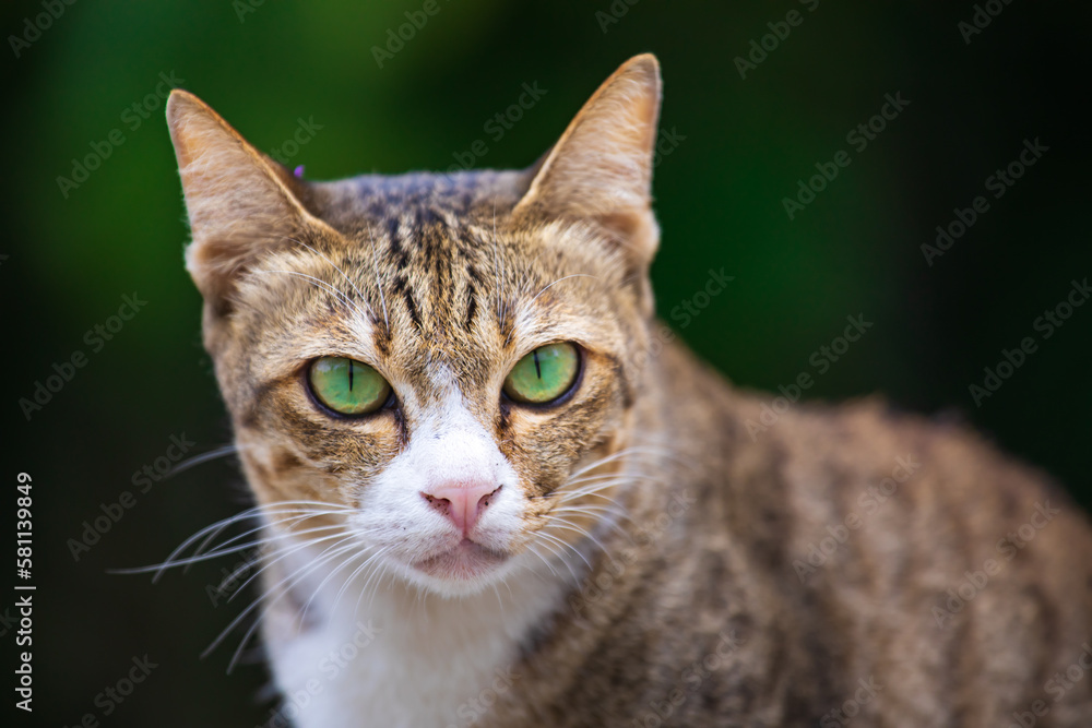 The cat looks to the side and sits on a green lawn. Portrait of a fluffy orange cat with green eyes