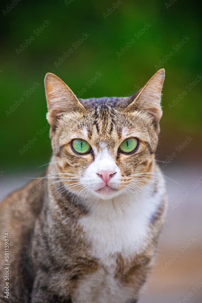 The cat looks to the side and sits on a green lawn. Portrait of a fluffy orange cat with green eyes The cat looks to the side and sits on a green lawn. Portrait of a fluffy orange cat with green eyes
