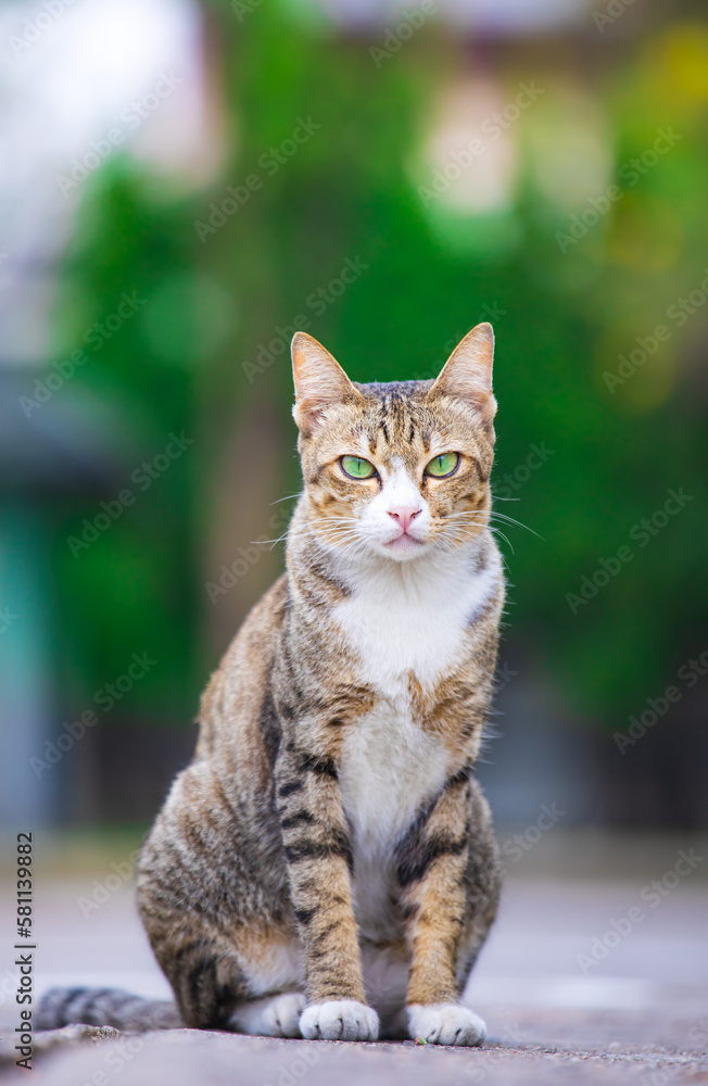 The cat looks to the side and sits on a green lawn. Portrait of a fluffy orange cat with green eyes