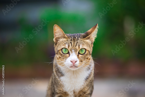 The cat looks to the side and sits on a green lawn. Portrait of a fluffy orange cat with green eyes © chitsanupong