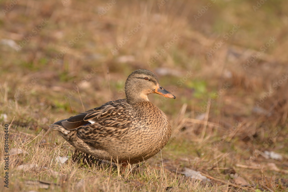 Mallard female Mallard female