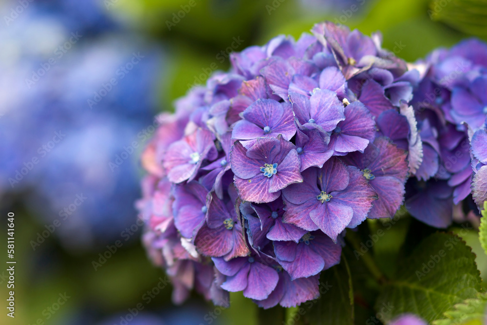Macro image, blue hydrangea flower background Macro image, blue hydrangea flower background
