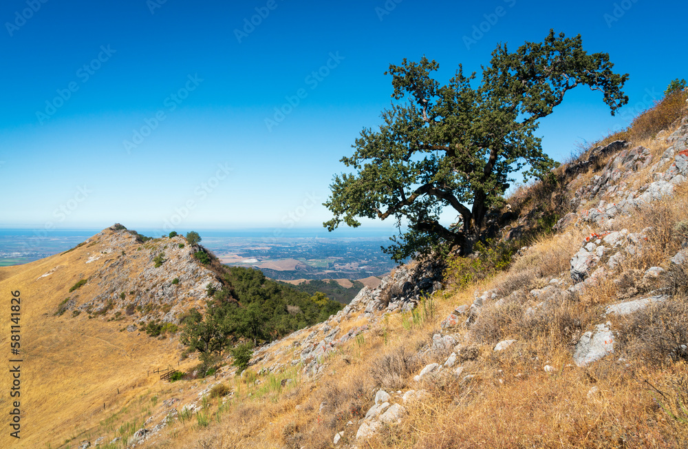 Tree and Ridge Atop Fremont Peak State Park in California