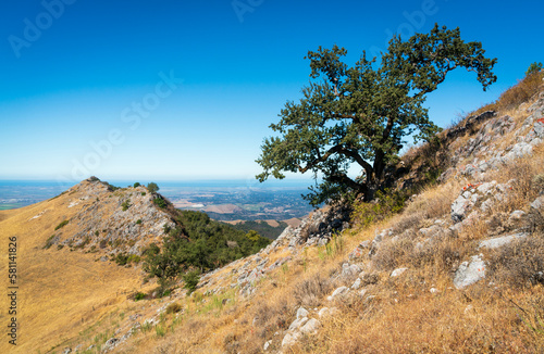 Tree and Ridge Atop Fremont Peak State Park in California © Zack Frank