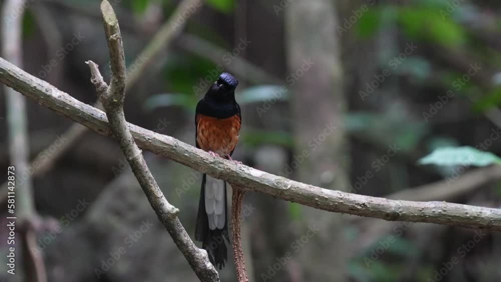 White-rumped shama on branch ,Bird watching in forest White-rumped shama on branch ,Bird watching in forest