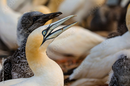 Portrait of Northern Gannet - Sula bassana with baby