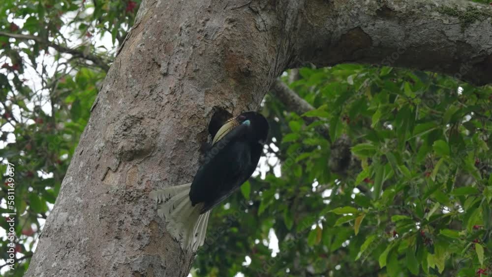 Wreathed Hornbill (Rhyticeros undulatus) tries to lay eggs in a nest to give birth to a young bird. Wreathed Hornbill (Rhyticeros undulatus) tries to lay eggs in a nest to give birth to a young bird.