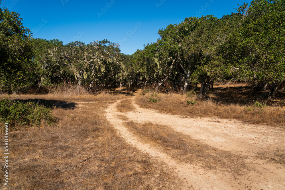 Army Built Road, Fort Ord National Monument Army Built Road, Fort Ord National Monument