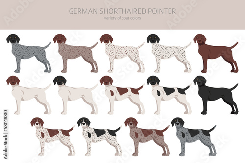 German shorthaired pointer clipart. Different poses, coat colors set