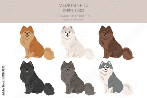German spitz, Medium spitz clipart. Different poses, coat colors set