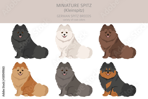 German spitz, Miniature spitz clipart. Different poses, coat colors set