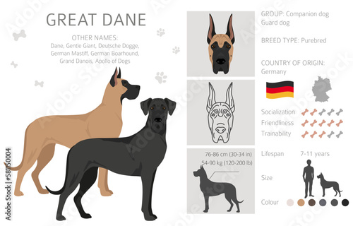 Great Dane clipart. Different poses, coat colors set
