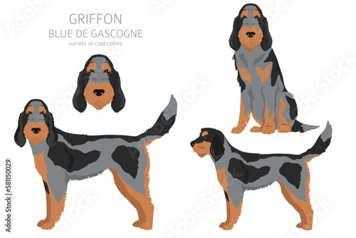 Griffon Blue de Gascogne  clipart. Different coat colors set