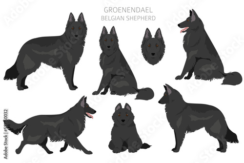 Groenendael clipart. Different poses, coat colors set