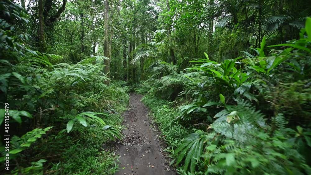 Bright juicy exotic tropical greens in the jungle forest equatorial climate. Background with unusual plants Bright juicy exotic tropical greens in the jungle forest equatorial climate. Background with unusual plants