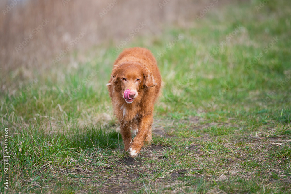 Fototapeta premium Pies