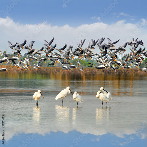 Spoon Bill Duck and Bar headed Geese at Ropar wetland, Punjab, India