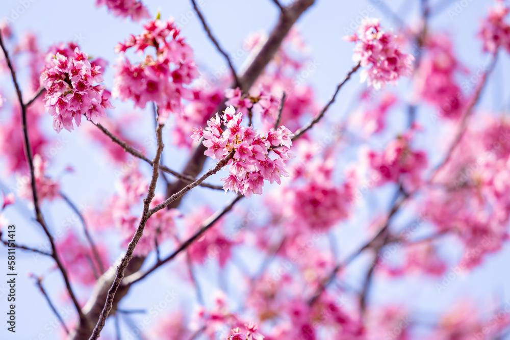 Pink cherry blossom (Sakura) on the tree under blue sky , Beautiful Sakura flowers during spring season in the park Japan , Beautiful nature spring background (Soft focus, Texture Background) Pink cherry blossom (Sakura) on the tree under blue sky , Beautiful Sakura flowers during spring season in the park Japan , Beautiful nature spring background (Soft focus, Texture Background)