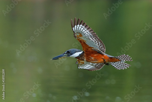 Ringed Kingfisher (Megaceryle torquata) fishing in a river in the Pantanal wetlans in Brazil