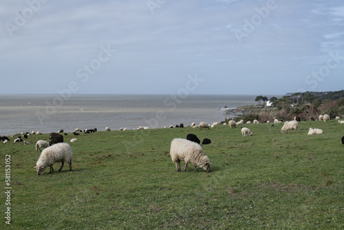 Fototapeta Naklejka Na Ścianę i Meble -  Moutons noirs et Moutons blancs