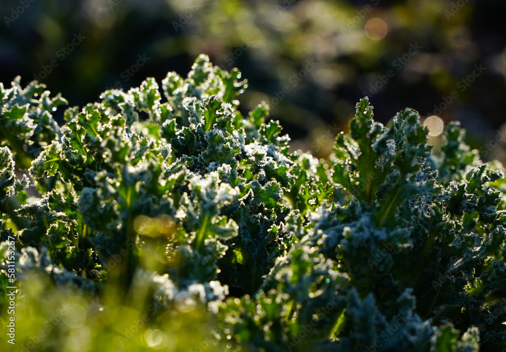 salad leaves covered with morning dew. detail in the light of the sunrise.