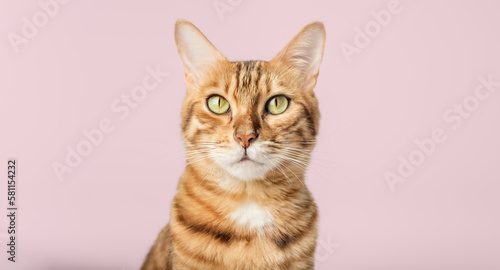 Fototapeta Naklejka Na Ścianę i Meble -  Portrait of a Bengal shorthair cat close-up on a pink background.