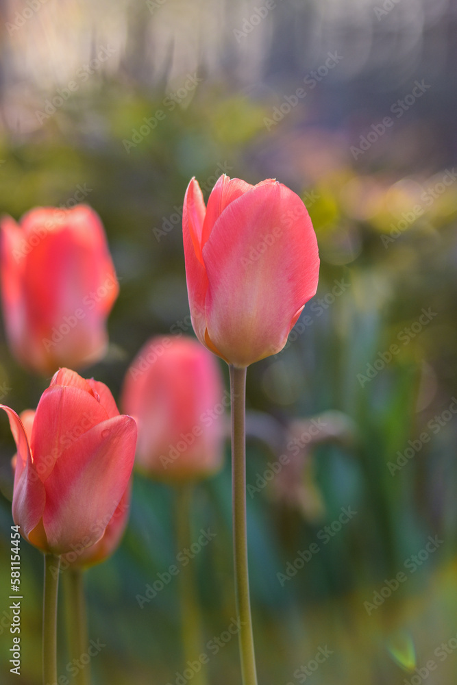 Vertical closeup shot of delicate pink tulips (Tulipa) in the garden