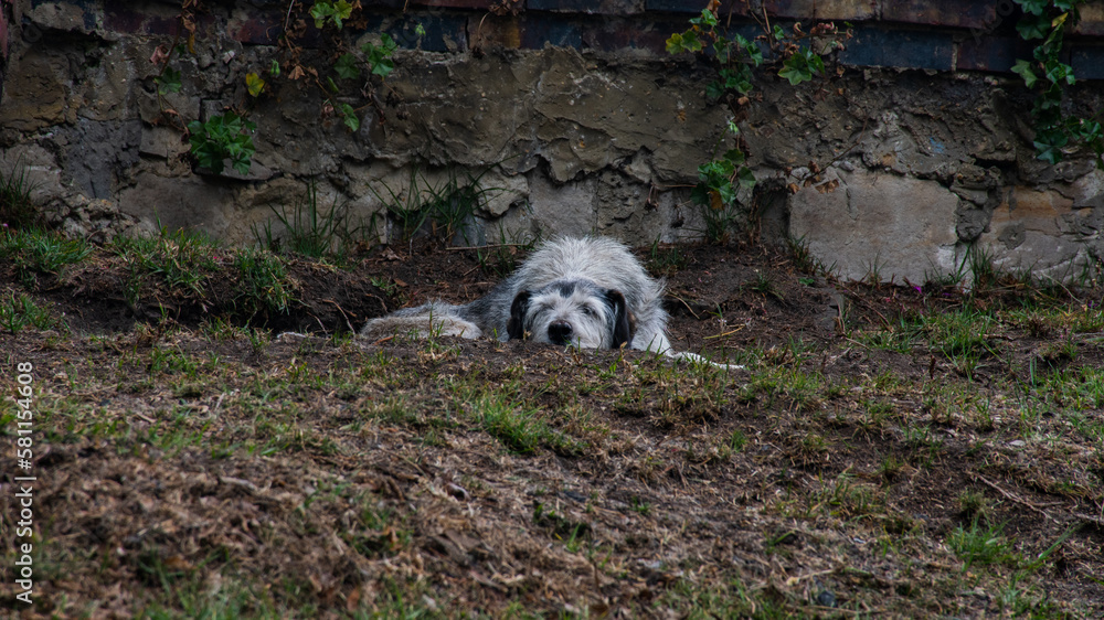 Fototapeta premium dog on the hill