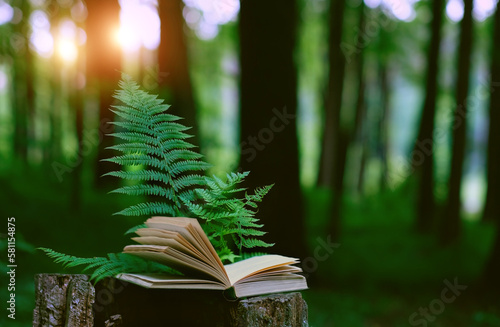 Fotografie Book with fern leaves on stump in forest, natural blurred background